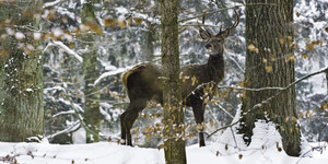 Rothirsch im Winterwald © Werner Schaal Rothirsch im Winterwald © Werner Schaal