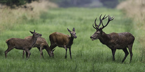 Rotwild © Werner Schaal Rotwild © Werner Schaal