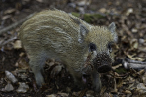 Wildschwein-Frischling © Werner Schaal Wildschwein-Frischling © Werner Schaal