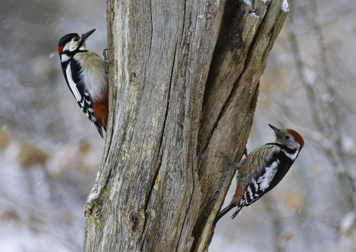 Bunt- und Mittelspecht