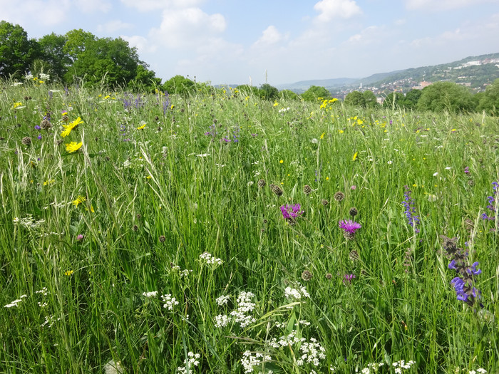 Blumenwiese am Österberg, mitten in Tübingen